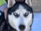 Собака сибирская хаски ищет дом. Фото 4.