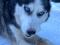 Собака сибирская хаски ищет дом. Фото 1.