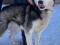 Собака сибирская хаски ищет дом. Фото 2.