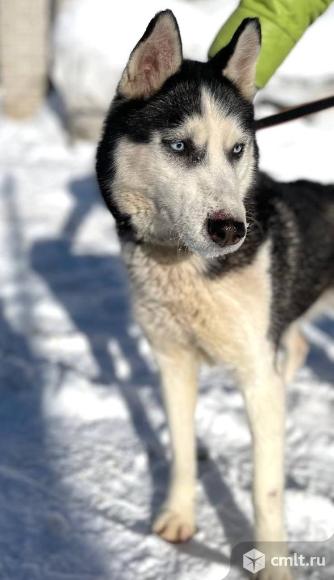 Собака сибирская хаски ищет дом. Фото 7.