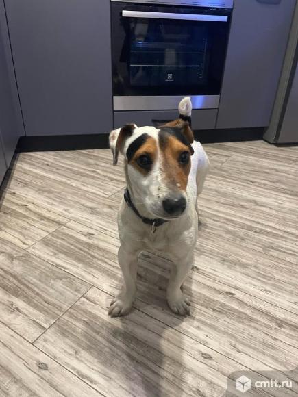 Найдена собака. Фото 1.