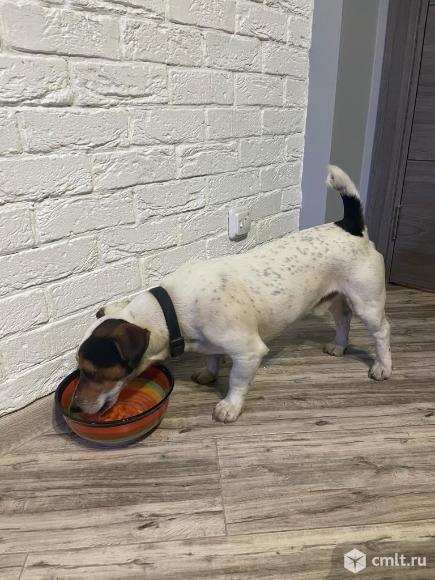 Найдена собака. Фото 2.