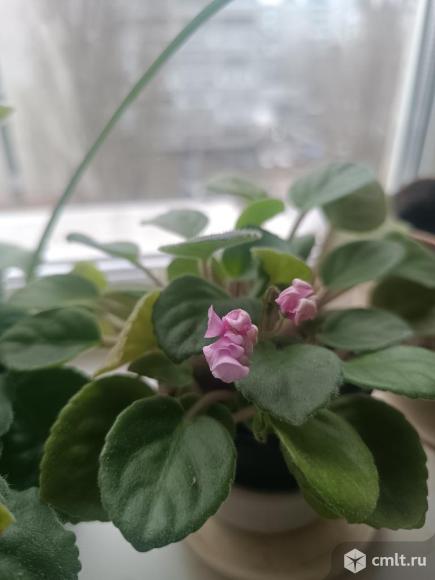 Сенполия, трейлер, осы. Фото 6.