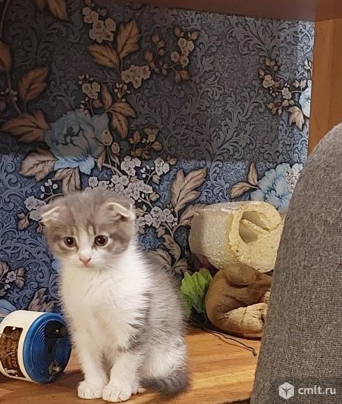 В добрые руки. Фото 1.