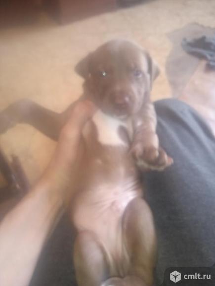 Отдам в хорошие руки щенка питдуля 1 месяц. Фото 1.