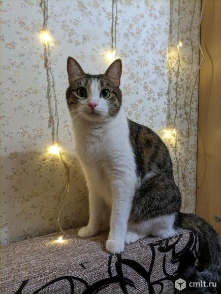 Отдам кота в добрые руки. Фото 1.