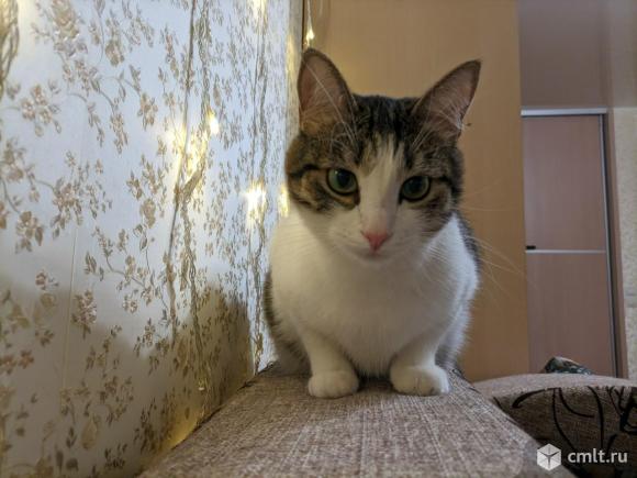 Отдам кота в добрые руки. Фото 2.