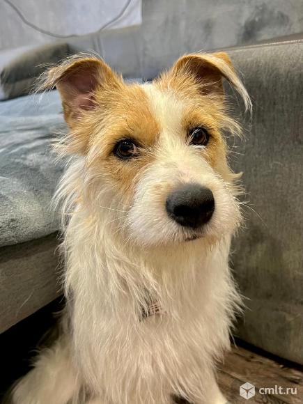 Собака в добрые руки метис джек рассел терьера. Фото 1.