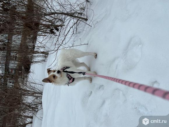 Собака в добрые руки метис джек рассел терьера. Фото 7.