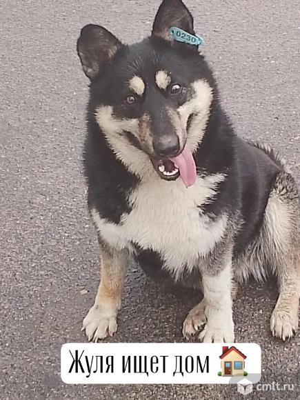 Собака для охраны. Фото 1.