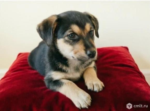 Щенок в добрые руки. Фото 1.