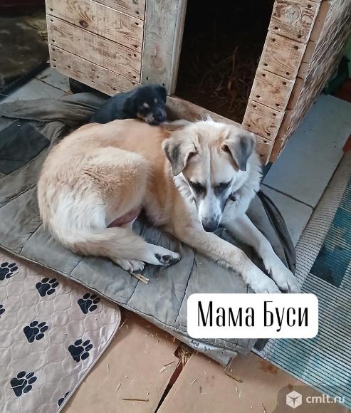 Щенок в добрые руки. Фото 5.