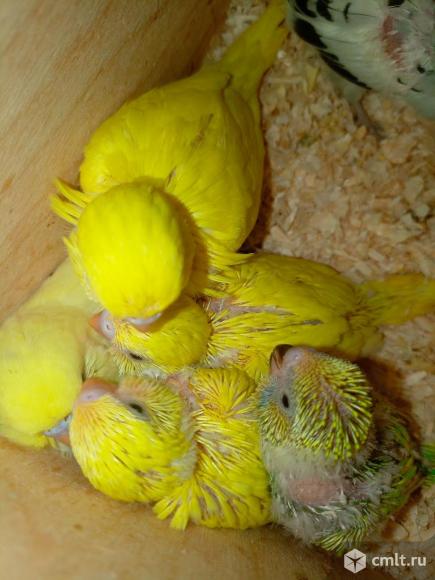 Попугаи. Фото 1.