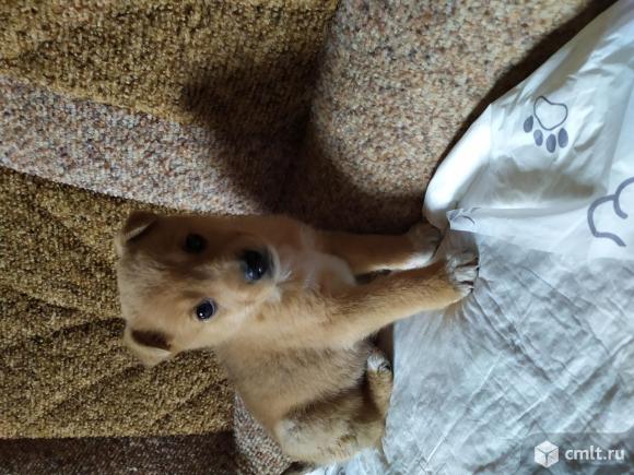 Отдам щенка в добрые руки. Фото 1.