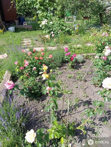 Розарий и лаванда