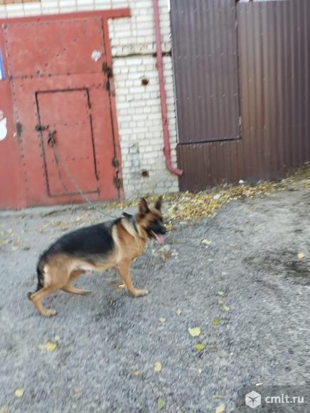 Отдаю на условиях бесплатно. Фото 1.