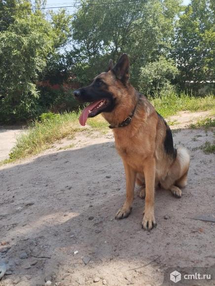 Отдаю на условиях бесплатно. Фото 4.