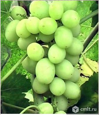 Саженцы винограда разных сортов, более 16. Фото 4.