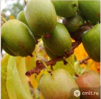 Актинидия. Сорта: Дальневосточная, Ароматная, Круглоплодная, Парковая, Приусадебная, Сорока. Фото 1.