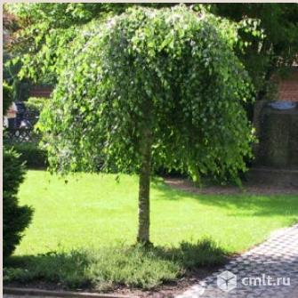 Береза в наличии 2 сорта. Фото 1.