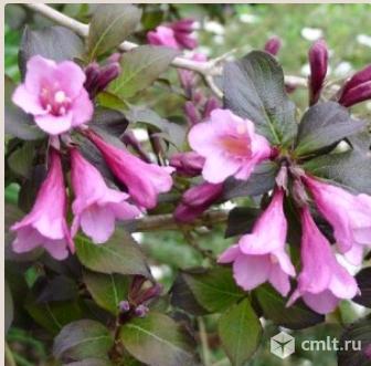 Вейгела Бригелла,  Бристоль Руби, Вариегата, Пурпуреа. Фото 3.