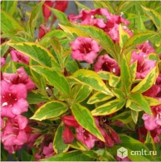 Вейгела Бригелла,  Бристоль Руби, Вариегата, Пурпуреа. Фото 1.