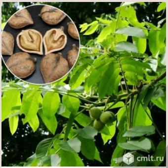 Грецкий орех. Фото 2.