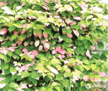 Актинидия. Сорта: Дальневосточная, Ароматная, Круглоплодная, Парковая, Приусадебная, Сорока. Фото 3.