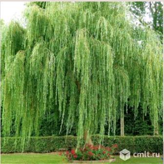 Ива разных сортов продает Воронежский плодово-ягодный питомник. Фото 3.