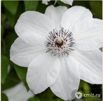 Клематисы 14 разных сортов продает Воронежский плодово-ягодный питомник. Фото 3.