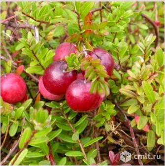 Клюква, сорта: Бен Лир, БигПерл, Пилигрим от Воронежского плодово-ягодного питомника. Фото 2.