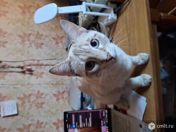 Бенгальского кота, игривый, дружелюбный, 7 мес., отдам. Фото 1.