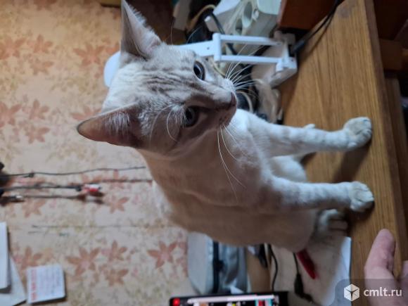 Бенгальского кота, игривый, дружелюбный, 7 мес., отдам. Фото 4.