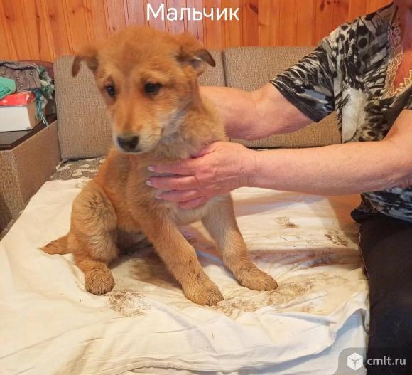 Щенки лайки ищут дом. Фото 1.