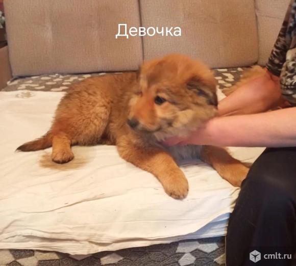 Щенки лайки ищут дом. Фото 4.