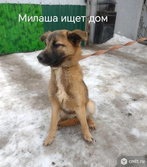 Щенуля Милаша ищет дом. Фото 1.