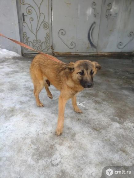 Щенуля Милаша ищет дом. Фото 3.