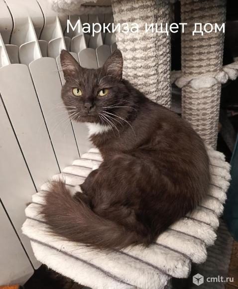 Кошка Маркиза в добрые руки. Фото 1.