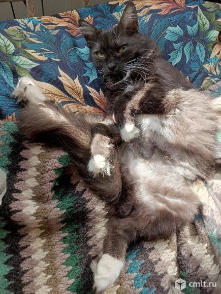 Кошка Маркиза в добрые руки. Фото 4.