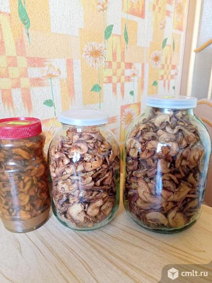 Яблоки с дачи, высушенные в домашних условиях.. Фото 1.