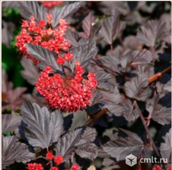 Пузыреплодника саженцы продает Воронежский плодово-ягодный питомник. Фото 1.