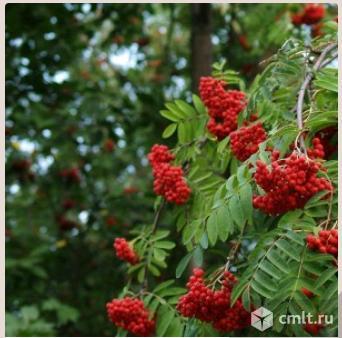 Мичуринская десертная