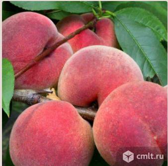 Персика саженцы более 20 сортов. Фото 1.