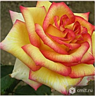 Розы саженцы, более 66 сортов. Фото 1.