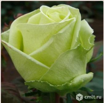 Розы саженцы, более 66 сортов. Фото 4.