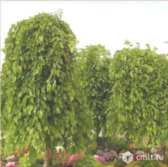 Шелковицы саженцы. Фото 1.