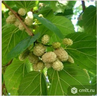 Шелковицы саженцы. Фото 3.