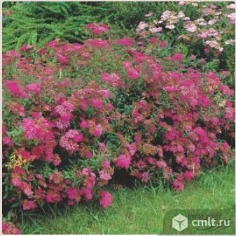 Спиреи саженцы более 6 сортов продает Воронежский плодово-ягодный питомник. Фото 1.