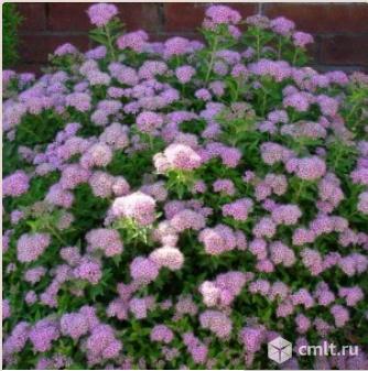 Спиреи саженцы более 6 сортов продает Воронежский плодово-ягодный питомник. Фото 3.