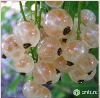 Белая смородина разных сортов от Воронежского плодово-ягодного питомниак. Фото 1.